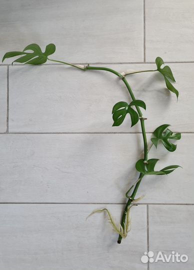 Монстера минима Рафидофора