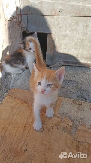 Котята в добрые руки