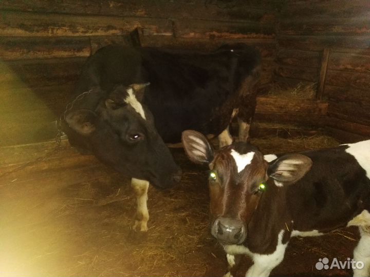 Коровы для содержания - мяса,молока