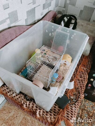 Продам хомяков с клеткой и удобным контейнером
