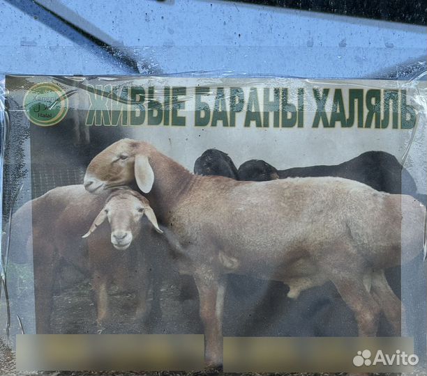 Продажа живые бараны