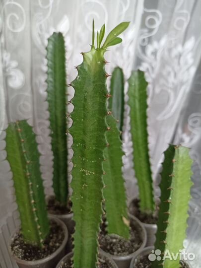 Молочай трехгранный