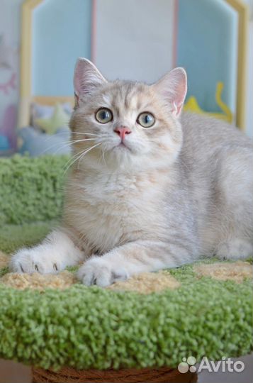 Голубое золото