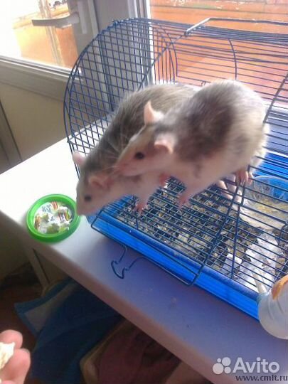 Крыса дамбо