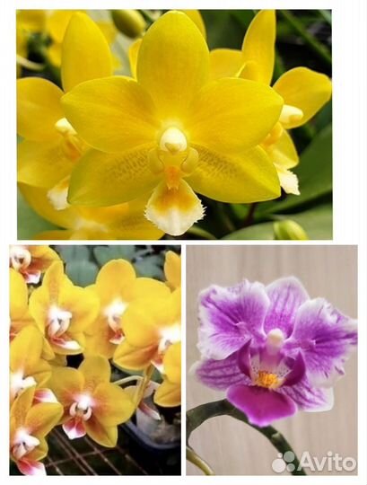 Орхидеи Фаленопсисы мультифлоры