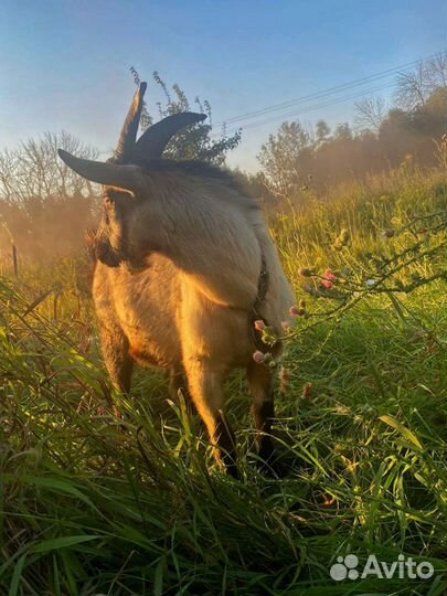 Козы и козлята