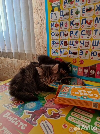 Котята