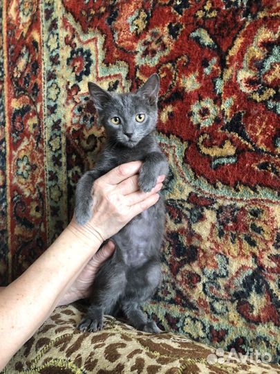 Шотланский котенок Метис