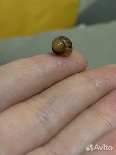 Улитки ахатины