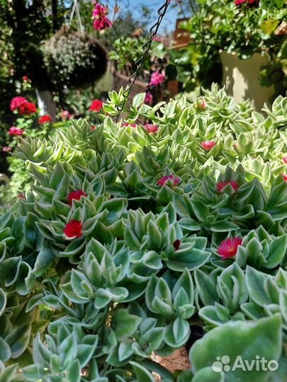 Аптения ампельная