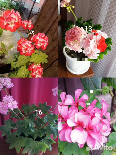 Черенки пеларгонии