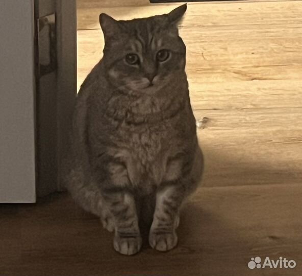 Шотландский прямоухий метис