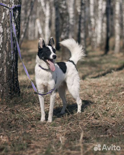 Чудесный пес