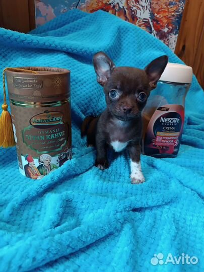 Малыш чокопай