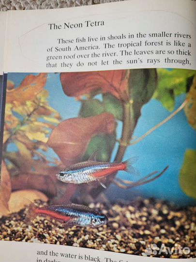 В. Дацкевич 