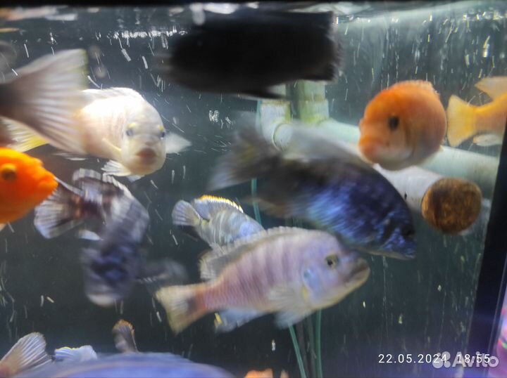 Малавийские цихлиды