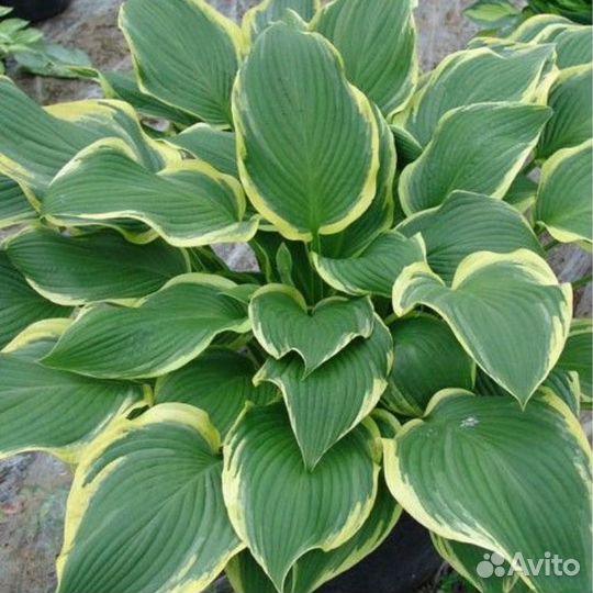 Хосты для вашего сада с зкс