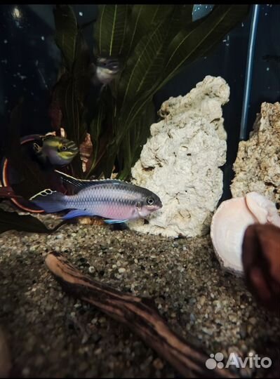 Пельвикахромис пульхера