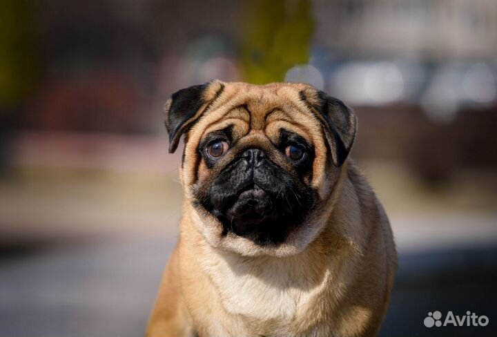Мопс вязка мальчик
