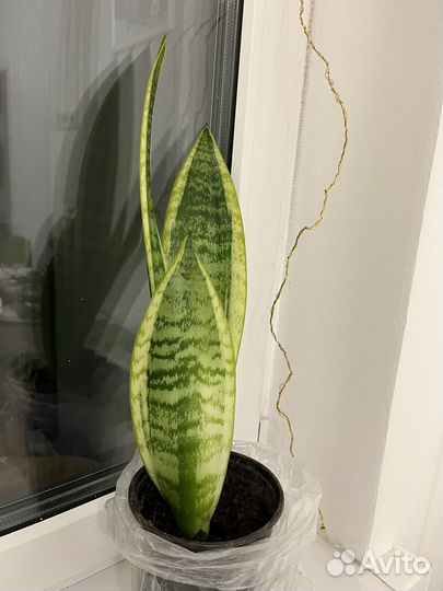 Сансевиерия