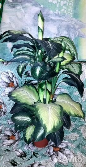 Комнатные растения искусственные