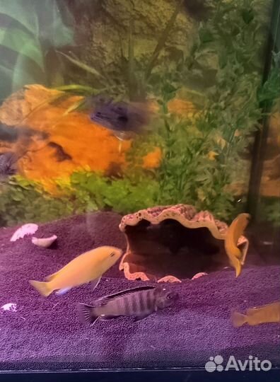 Цихлиды Малавия