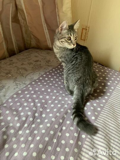 Кошка в дар бесплатно