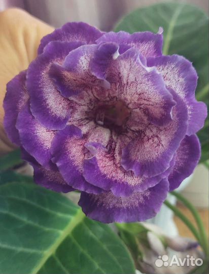 Глоксинии сортовые