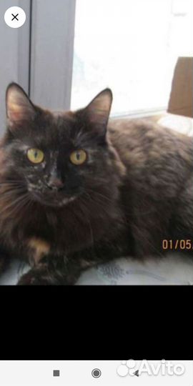 Кошка в дар бесплатно