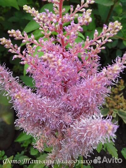 Многолетние садовые цветы