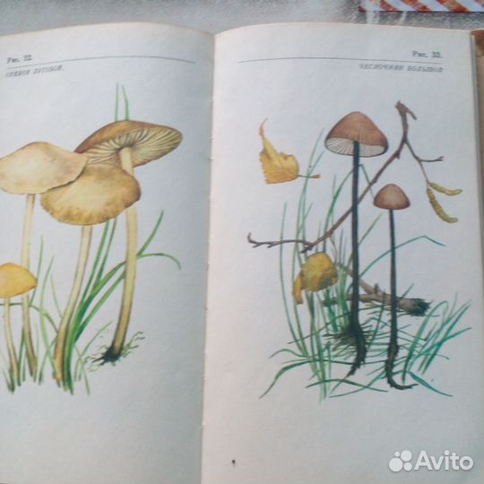 Справочник о грибах. О грибах и грибниках