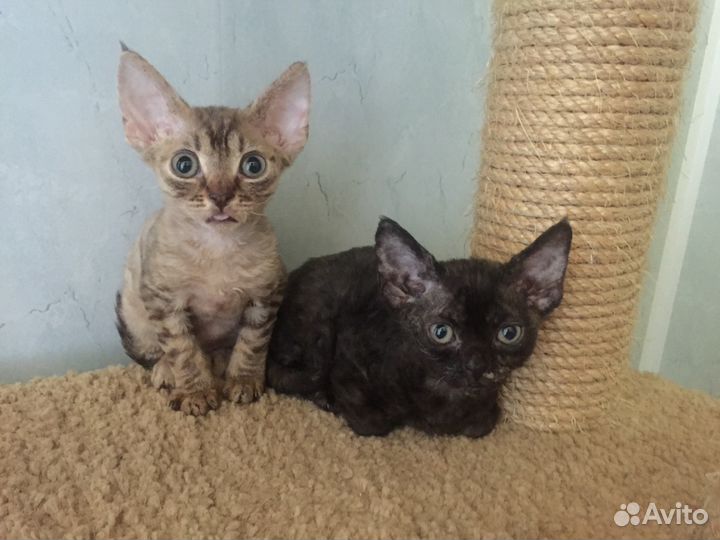 Девон рекс Полосатое Чудо кошечка