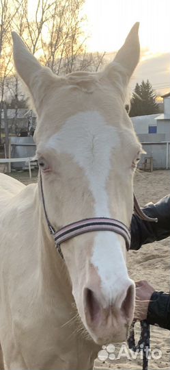 Ахалтекинская изабелловая кобыла