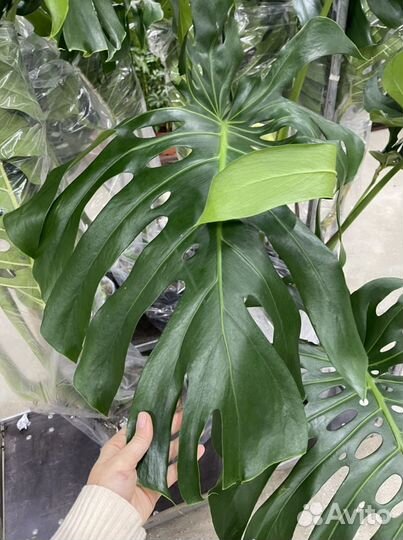 Монстера 30d 140cm