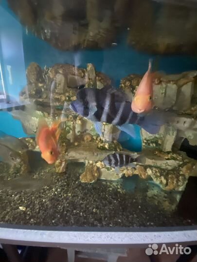 Аквариум 550литров