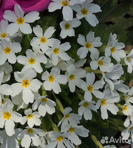 Садовые цветы Примула