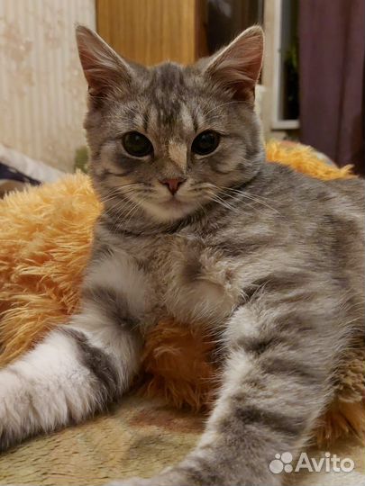 Котенок боб