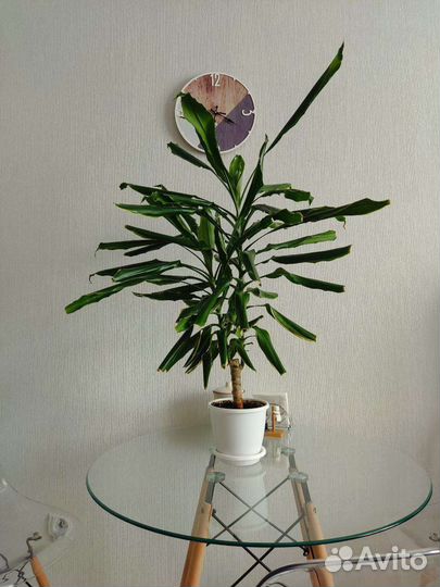 Драцена Голден кост