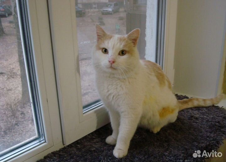 Кот в добрые руки бесплатно