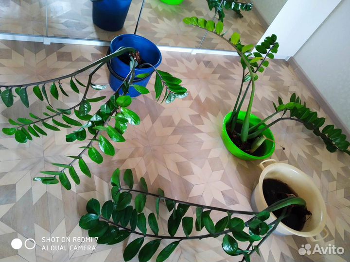 Замиокулькас