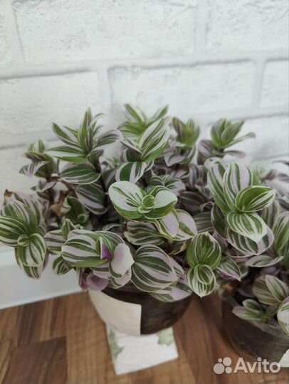 Традесканция нанук