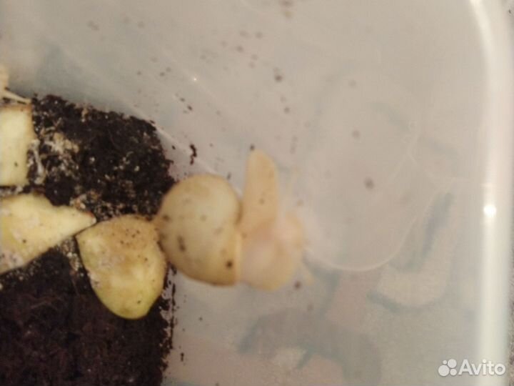 Улитки ахатины