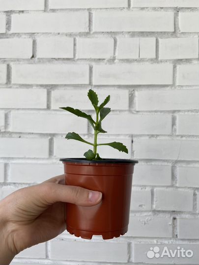 Каланхоэ Долли