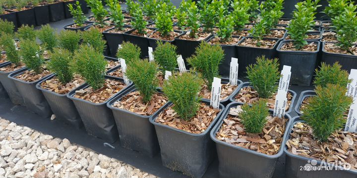 Туя западная Тедди