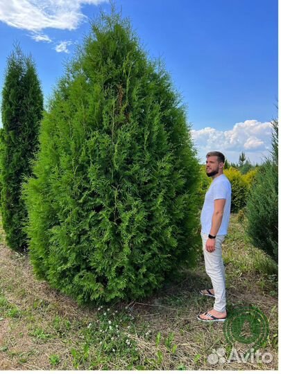 Туя брабант в ассортименте