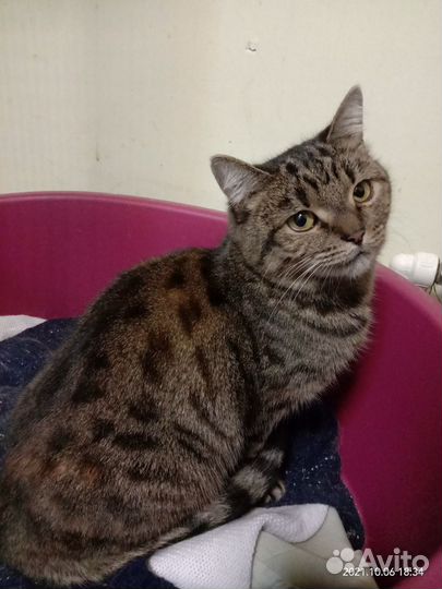 Сказка мечтает о доме