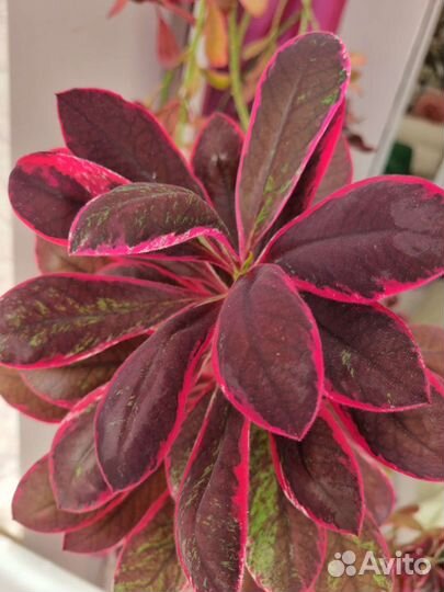 Синадениум Рубра 