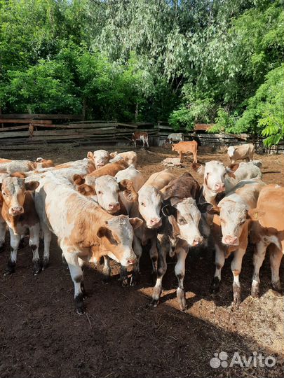 Бычки и быки