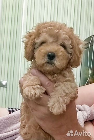 Той-пудель девчонка