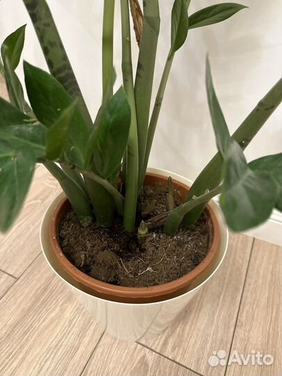 Замиокулькас